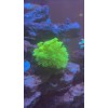 Perfect Corals Aminos Plus - Amino Acids & Essential Vitamins