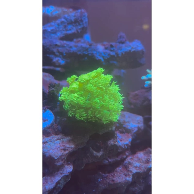 Perfect Corals Aminos Plus - Amino Acids & Essential Vitamins