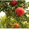 Handmade Pomegranate Tree - Fruit Trees- Special Listing