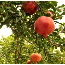 Handmade Pomegranate Tree - Fruit Trees- Special Listing