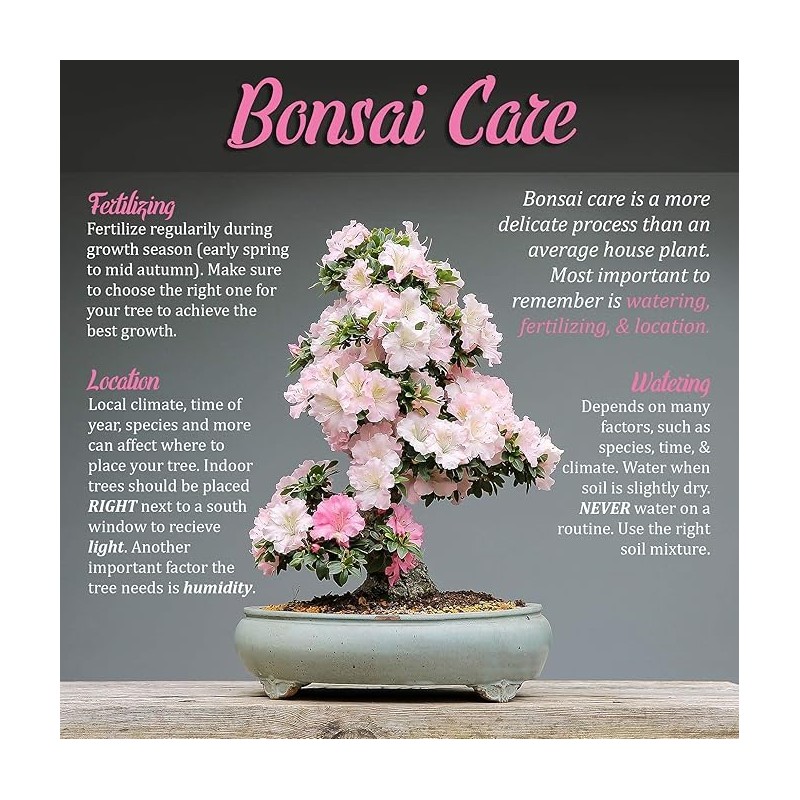 BambooMN Bonsai 3 Piece Set, Trunk Splitter, Jin Pliers, and