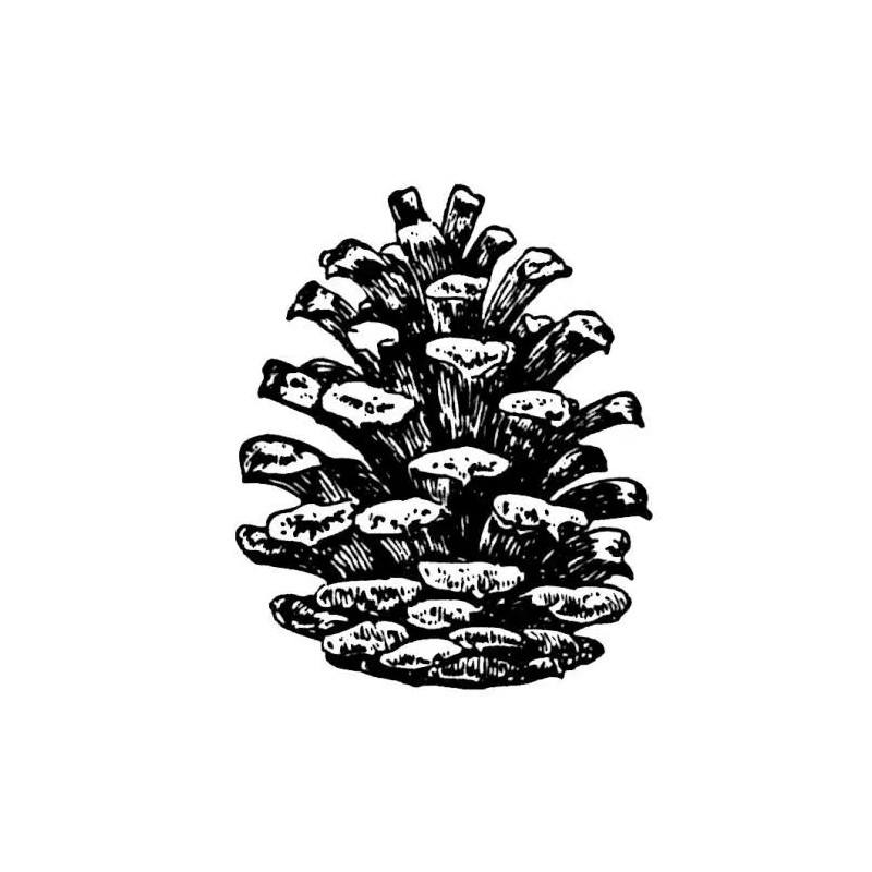 Sweet Grass Stamps PINE CONE Large unmounted rubber stamp, winter,