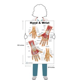 Foot and Ankle, Hand and Wrist Anatomical Poster Set, size 24Wx36T