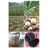Black Garlic Organic,(100G 6-8 Heads in Pot) Premium Quality,Antioxidant,Healthy and