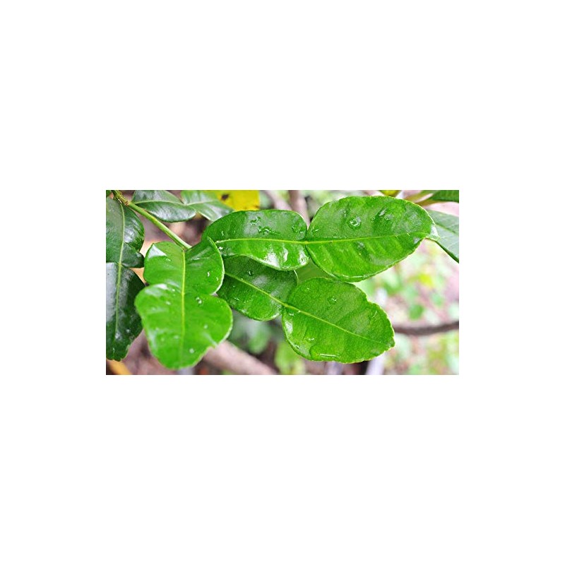 Fresh Kaffir Lime Leaves (Thai Lime Leaves) 2 Oz. ใบมะกรูด