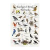Where's Wildlife Backyard Birds of Nebraska Bird Identification Poster (8"