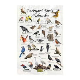 Where's Wildlife Backyard Birds of Nebraska Bird Identification Poster (8" x 12")