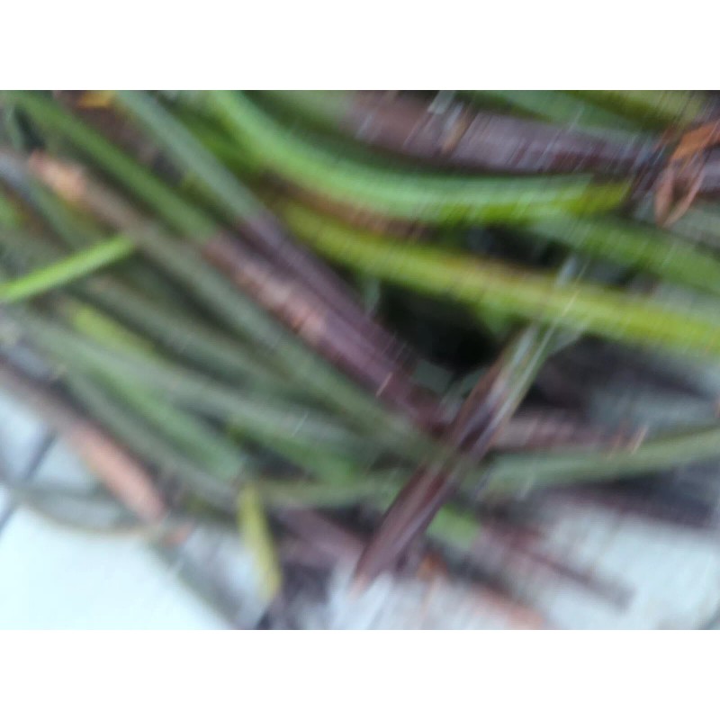 100 Red Mangrove Seeds Propagules Pond Salt or Fresh Plant