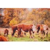MOOK FABRICS Cotton Autumn Cows (36" Panel), Multi 15 Yard