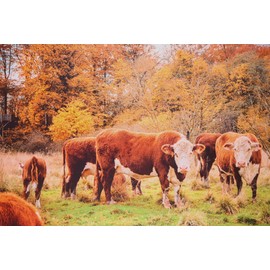 MOOK FABRICS Cotton Autumn Cows (36" Panel), Multi 15 Yard Bolt