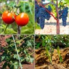 200 pcs Pinza de plástico para Plantas, Soporte de Plantas