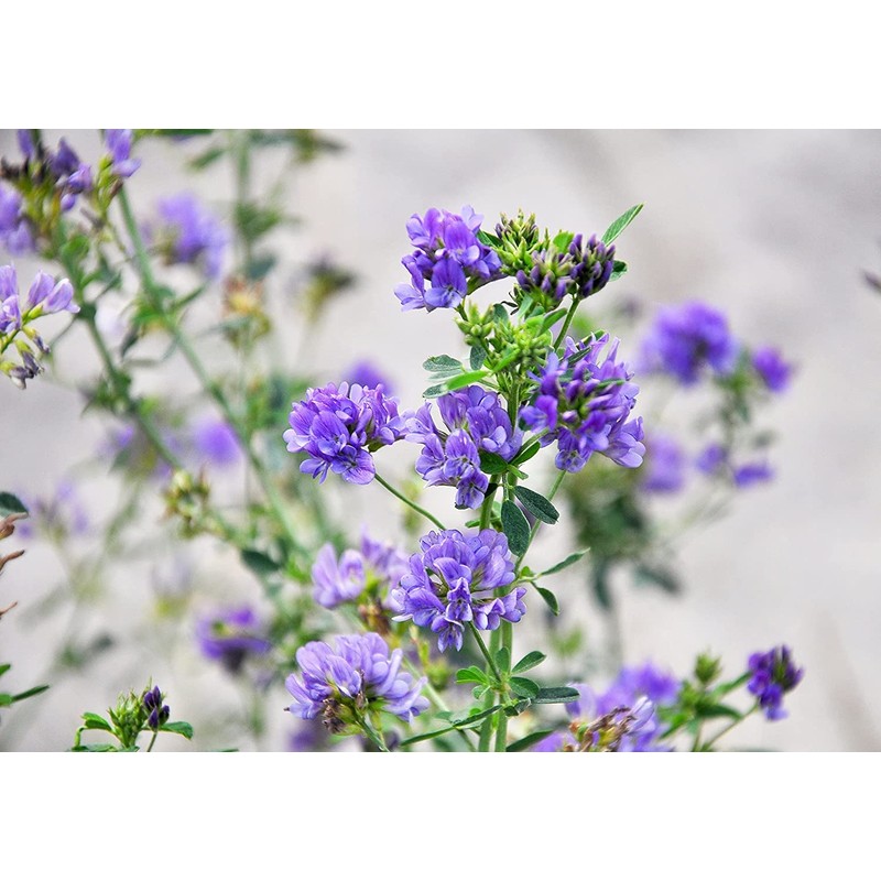 Food to Live Alfalfa Seeds for Sprouting, 1 Pound –