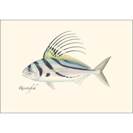 Earth Sky + Water - Roosterfish Notecard Set - 8 Blank Cards with Envelopes