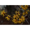 The Witch Hazel Experts | Veil Witch Hazel & Calamine