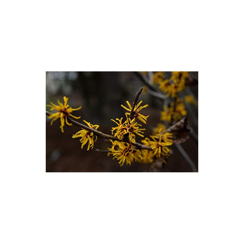 The Witch Hazel Experts | Veil Witch Hazel & Calamine