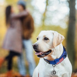 OEBEESA Tactical Dog Collar Adjustable Military Collar: - Nylon K9 Collars with Handle and Heavy Duty Metal Buckle for Medium and Large Dogs with 3 Patches and Airtag Case Holder (Blue, M)