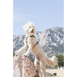 OllyDog Alpine Reflective Comfort Harness, No Pull Dog Harness with Reflective Trims, Soft Sublimation Printed Polyester Webbing, Ideal for Everyday Use and Adventures (Small, Cactus Woodgrain)