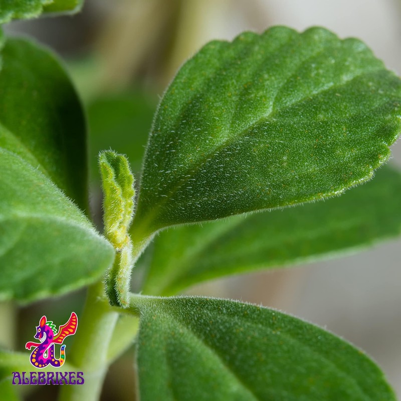 Alebrixes | Boldua Leaves Herbal Tea (4oz)| Premium Quality Whole