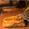 Reptile Worm Water Bowl, Medium Size Resin Rock Dish Plate,