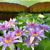 4 Pre-Grown Hardy & Tropical Waterlilies Rhizomes Live Tuber in