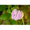 Buy Rare Seeds Clitoria ternatea Single Pink | Butterfly Pea