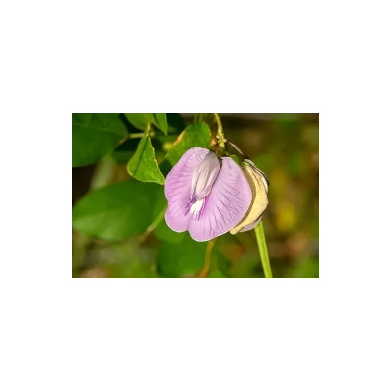 Buy Rare Seeds Clitoria ternatea Single Pink | Butterfly Pea