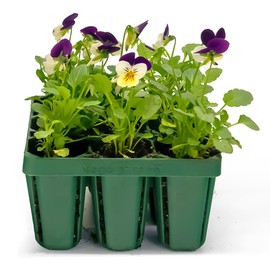 Vego garden Standard Seedling Trays, 64 Pack Seed Trays for Seedlings Reusable Propagator Tray Growing Starter Tray, Germination Trays Kit Heavy-Duty Plastic for Greenhouse/Garden (8-Cell per Tray)