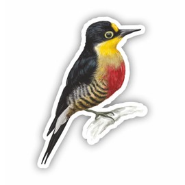 AMA SHOP Yellow Woodpecker PVC Sticker | Sticker for Helmet, Motorcycle, Camper,Boat, Car, PC | autoTuning | Funny stickers