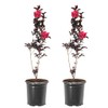 Crimson Red Black Diamond Crape Myrtle, 1 gal. Nursery Pot,