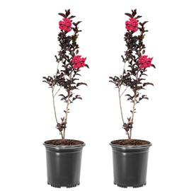 Crimson Red Black Diamond Crape Myrtle, 1 gal. Nursery Pot, 12-18 in Tree Height, 2 Trees