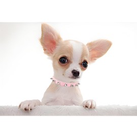 Spiked Dog Collar for Small Dogs,Soft Pu Leather Rivet Spike Stud Studded Cat Collars Adjustable for Small Breed Pet Chihuahua Teacup Mini Tiny Girl Puppy Kitten Pink XS