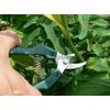 ARS G Classic Replacement Blade Gardening Shears GC-SE-30