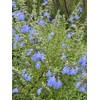 Perennial Farm Salvia Azurea (Blue Sage) – Live Perennial in