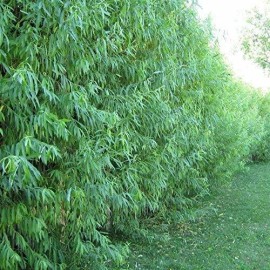 CZ Grain 50 Austree Hybrid Willow Salix Cuttings Shade Privacy Fence Fast Growing