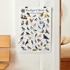 Where's Wildlife Backyard Birds of Connecticut - Laminated Bird Identification