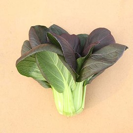 Cabbage Seeds - Pak Choi - Red Choi - Hybrid - 1 Lb ~80000 Seeds - Non-GMO, F1 Hybrid - Asian Garden Vegetable