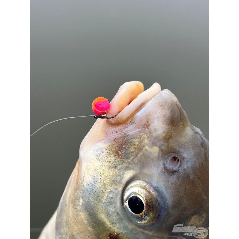 Haldorado 4S Method Pellet Competition Carp Fishing Wafter, 5 mm,