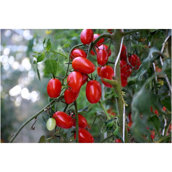 PREMIER SEEDS DIRECT - Vegetable Tomato Tutti FRUITTI F1 (8-Seeds)