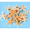 Labriciyon 50 Pcs Natural Starfish Star Seashell Beach Craft, for