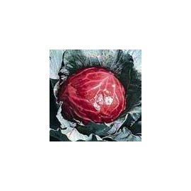 Cabbage Mammoth Red Rock Great Heirloom Vegetable by Seed Kingdom 2,000 Seeds