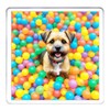 Border Terrier Dog Coaster Set. 4 different Border Terrier Dog