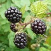 1 PCS Blackberry - 'Triple Crown' thornless - Rubus fruticosa