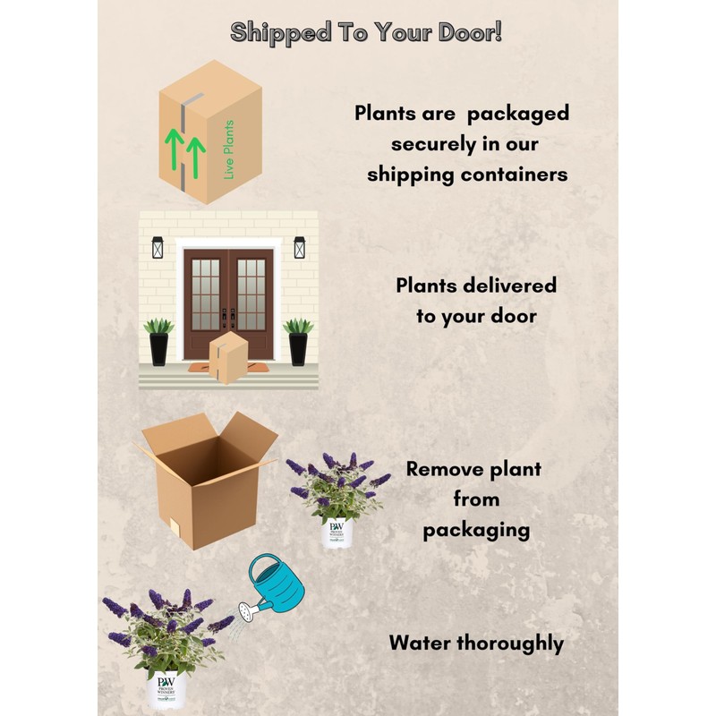 Proven Winner Pugster Buddleia, True-Blue Flowers, 2 Gal. (Pugster Blue)