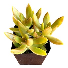 Fat Plants San Diego Sedum nussbaumerianum Living Succulent Plant (2 Inch)