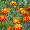 The Old Farmer's Almanac Petite Mixture Marigold Seeds - Premium
