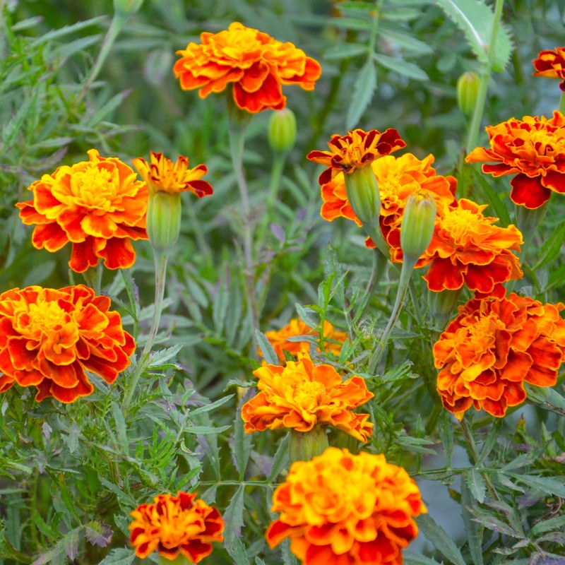 The Old Farmer's Almanac Petite Mixture Marigold Seeds - Premium