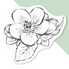 Azeeda 4 x 'Apple Blossom' White Premium Vinyl Decal Stickers