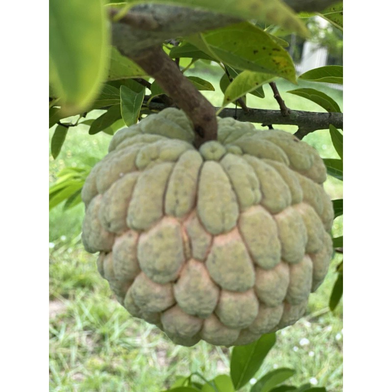 Tree 1 Sugar Apple Na Dai( Mãng Cầu Dai) 5”