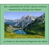 Alpine pine oil with best Swiss pine oil from Austria;