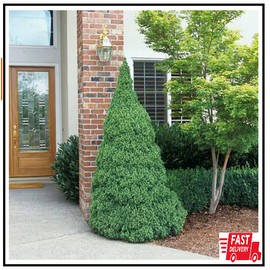 Unbranded 2.5 qt. Dwarf Alberta Spruce Live Pyramidal Evergreen Tree Conifer